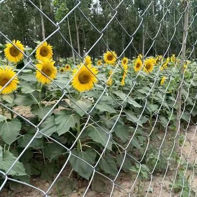 Galvanized Chain Link Fence with Powder Coated Finish